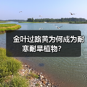金叶过路黄为何成为耐寒耐旱植物?(图2) 金叶过路黄为何成为耐寒耐旱植物?(图2)