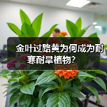 金叶过路黄为何成为耐寒耐旱植物?(图4) 金叶过路黄为何成为耐寒耐旱植物?(图4)