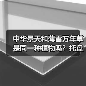 中华景天和薄雪万年草是同一种植物吗?托盘苗选购全解析(图3) 中华景天和薄雪万年草是同一种植物吗?托盘苗选购全解析(图3)