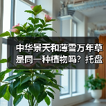 中华景天和薄雪万年草是同一种植物吗?托盘苗选购全解析(图2) 中华景天和薄雪万年草是同一种植物吗?托盘苗选购全解析(图2)