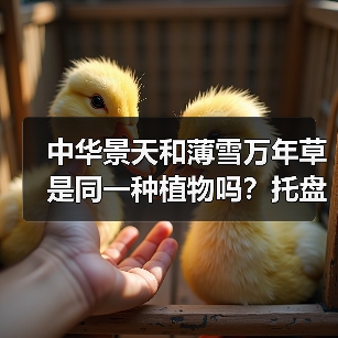 中华景天和薄雪万年草是同一种植物吗?托盘苗选购全解析(图1) 中华景天和薄雪万年草是同一种植物吗?托盘苗选购全解析(图1)