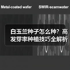 白玉兰种子怎么种？高发芽率种植技巧全解析（图1）