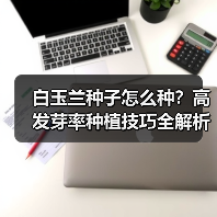 白玉兰种子怎么种？高发芽率种植技巧全解析（图2）