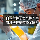 白玉兰种子怎么种？高发芽率种植技巧全解析（图3）
