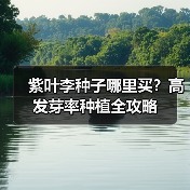 紫叶李种子哪里买？高发芽率种植全攻略（图1）
