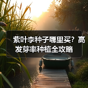 紫叶李种子哪里买？高发芽率种植全攻略（图4）
