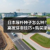 日本厚朴种子怎么种？高发芽率技巧+购买渠道全解析（图2）