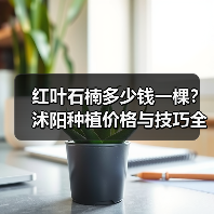 红叶石楠多少钱一棵？沭阳种植价格与技巧全解析（图2）