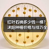 红叶石楠多少钱一棵？沭阳种植价格与技巧全解析（图3）
