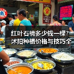 红叶石楠多少钱一棵？沭阳种植价格与技巧全解析（图1）