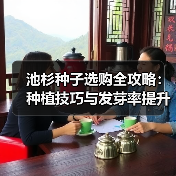 池杉种子选购全攻略：种植技巧与发芽率提升方法（图2）