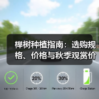 榉树种植指南：选购规格、价格与秋季观赏价值全解析（图2）