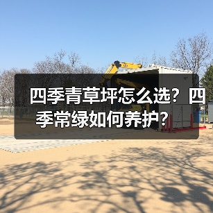 四季青草坪怎么选?四季常绿如何养护?(图2) 四季青草坪怎么选?四季常绿如何养护?(图2)