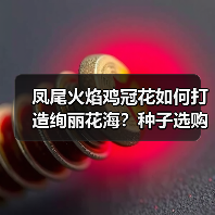 凤尾火焰鸡冠花如何打造绚丽花海？种子选购与种植全攻略（图2）