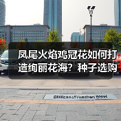 凤尾火焰鸡冠花如何打造绚丽花海？种子选购与种植全攻略（图1）